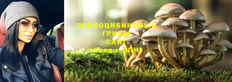 Псилоцибиновые грибы Psilocybe  Белогорск 